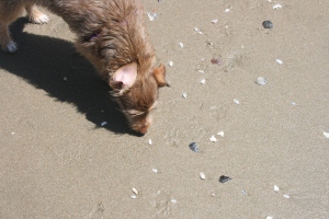 Buffy smells seashells by the seashore. 